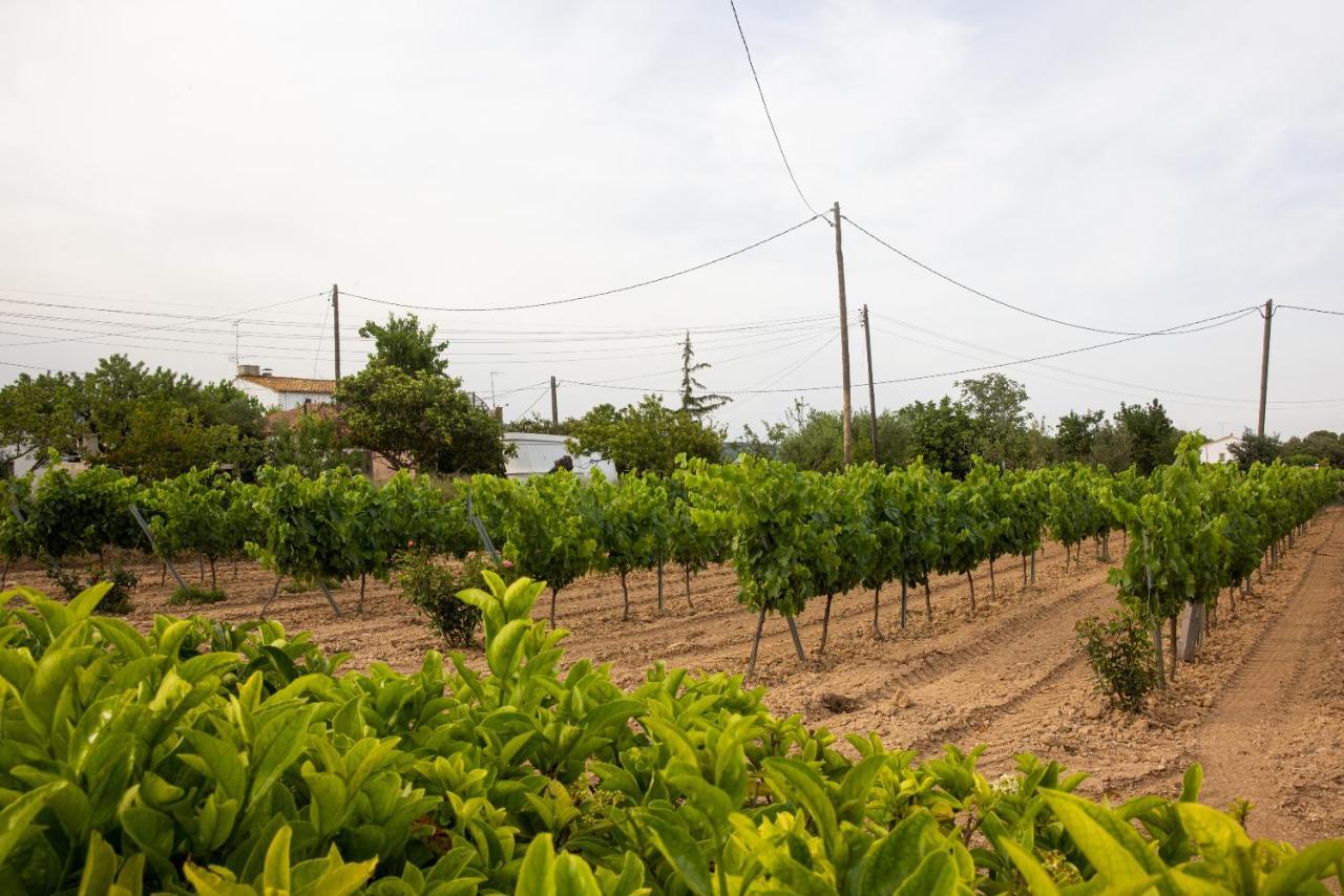 Masia Cal Sisplau, Con Piscina Y Rodeada De Vinedos A 10 Minutos De Vilafranca Del Penedes, Barcelona ,Cataluna San Martín Sarroca Eksteriør billede
